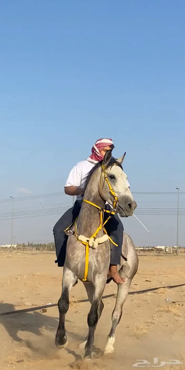 حصان جزيري شعبي ل البيع 2
