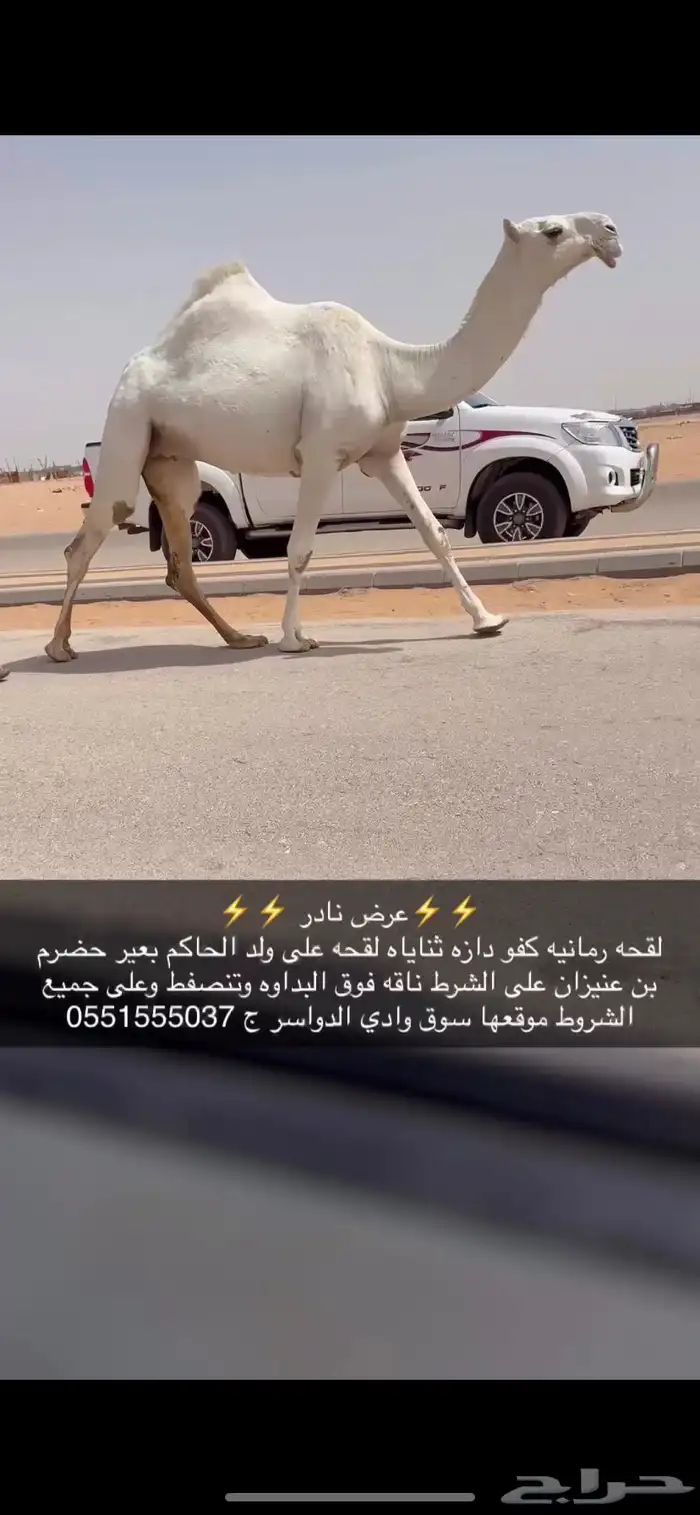 بكره لقحه كفو 0