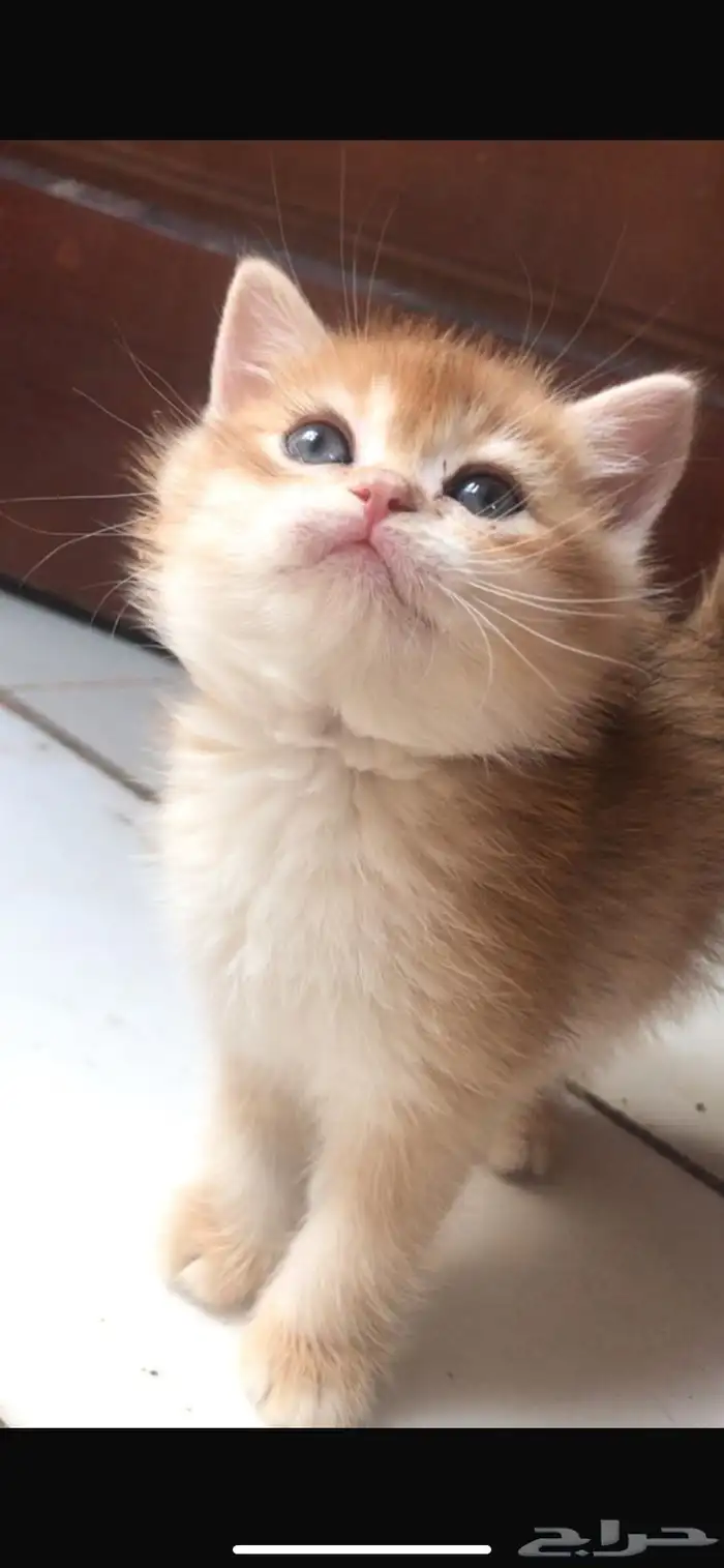 للبيع سكوتش ns11 3