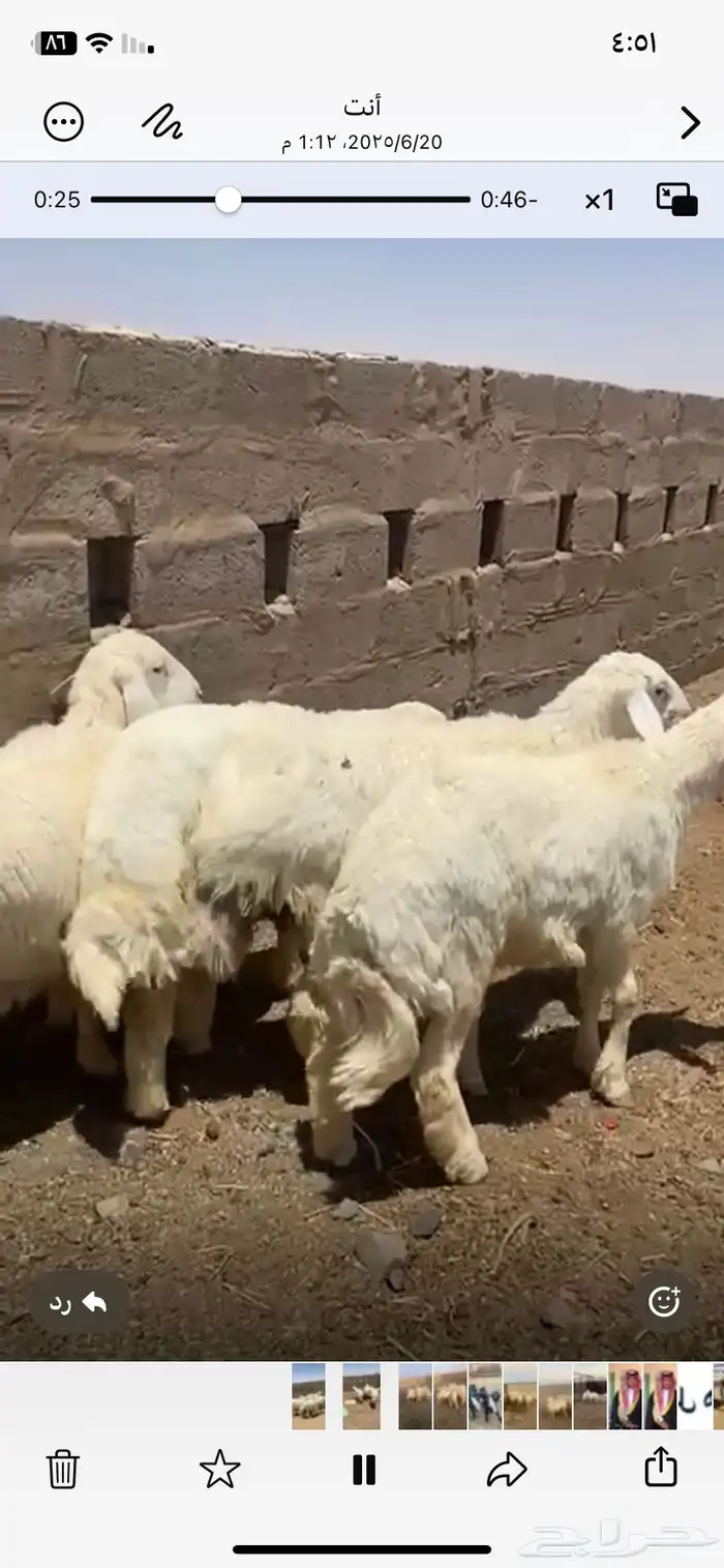 بهم حري طيب مراح واحد ما جاء سواق ولا غيره 2