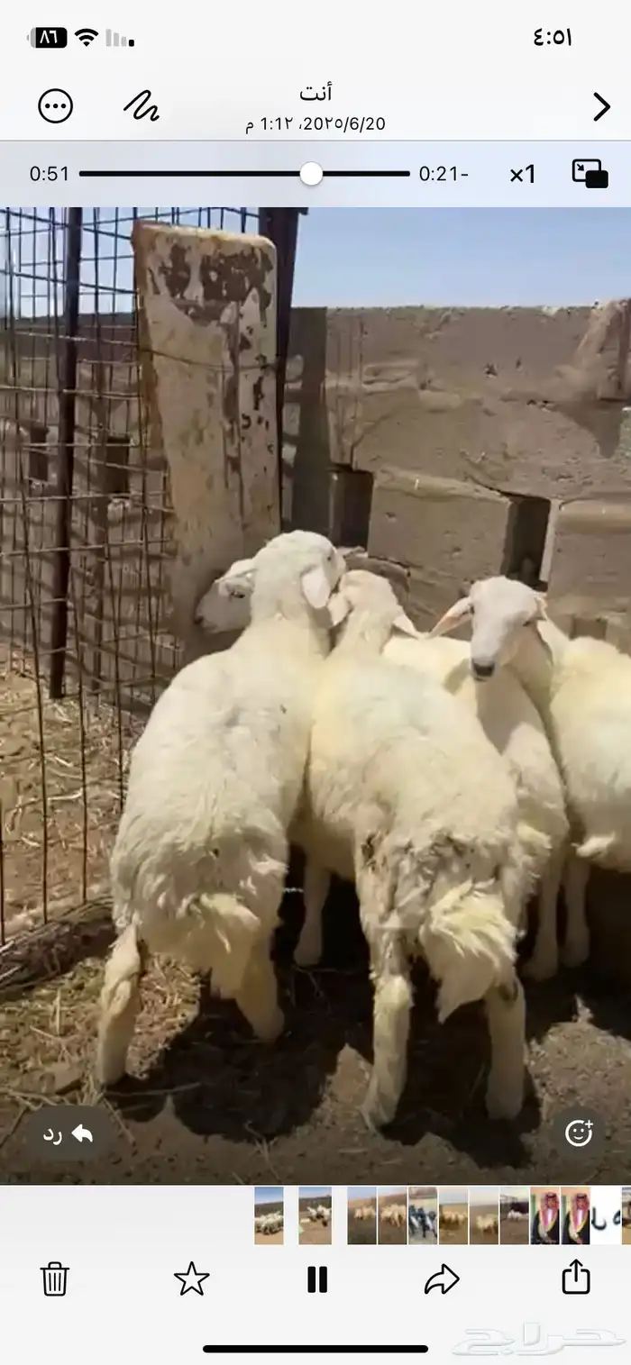 بهم حري طيب مراح واحد ما جاء سواق ولا غيره 1