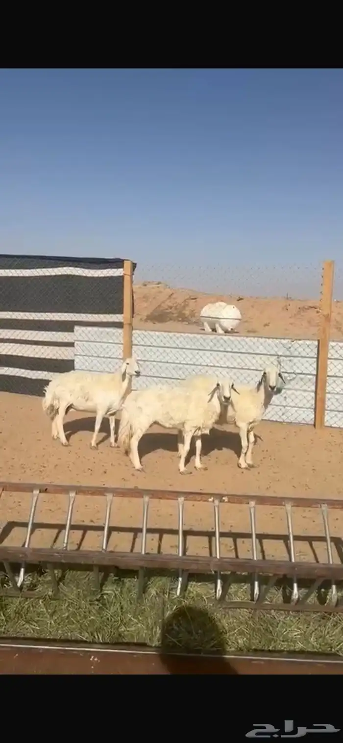 حريات 0
