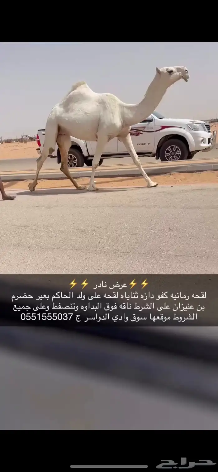 بكره لقحه كفو 1