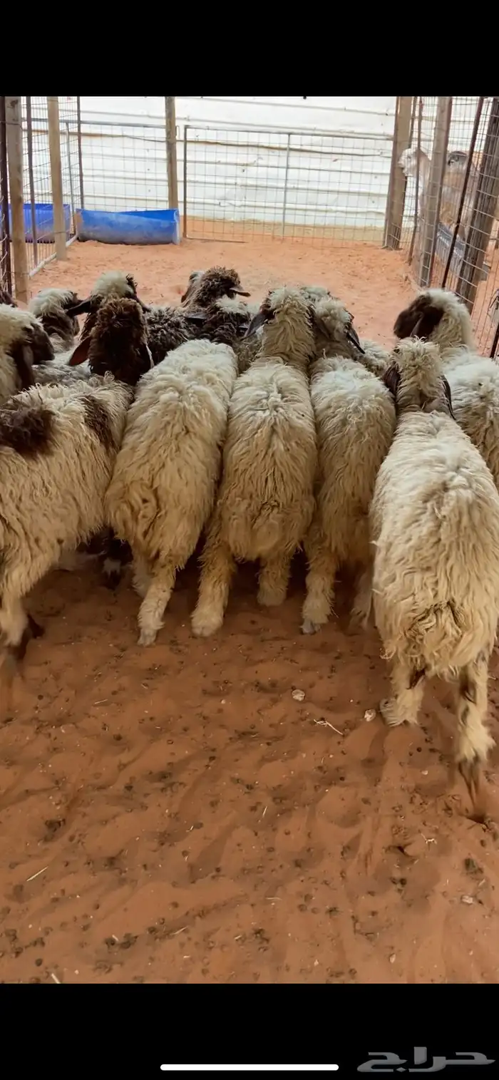 ذبايح ثلاجة للبيع 2