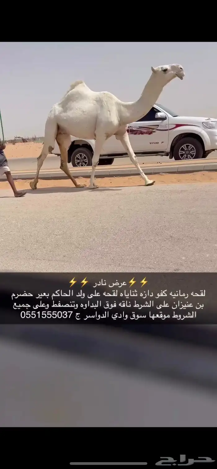 بكره لقحه كفو 2