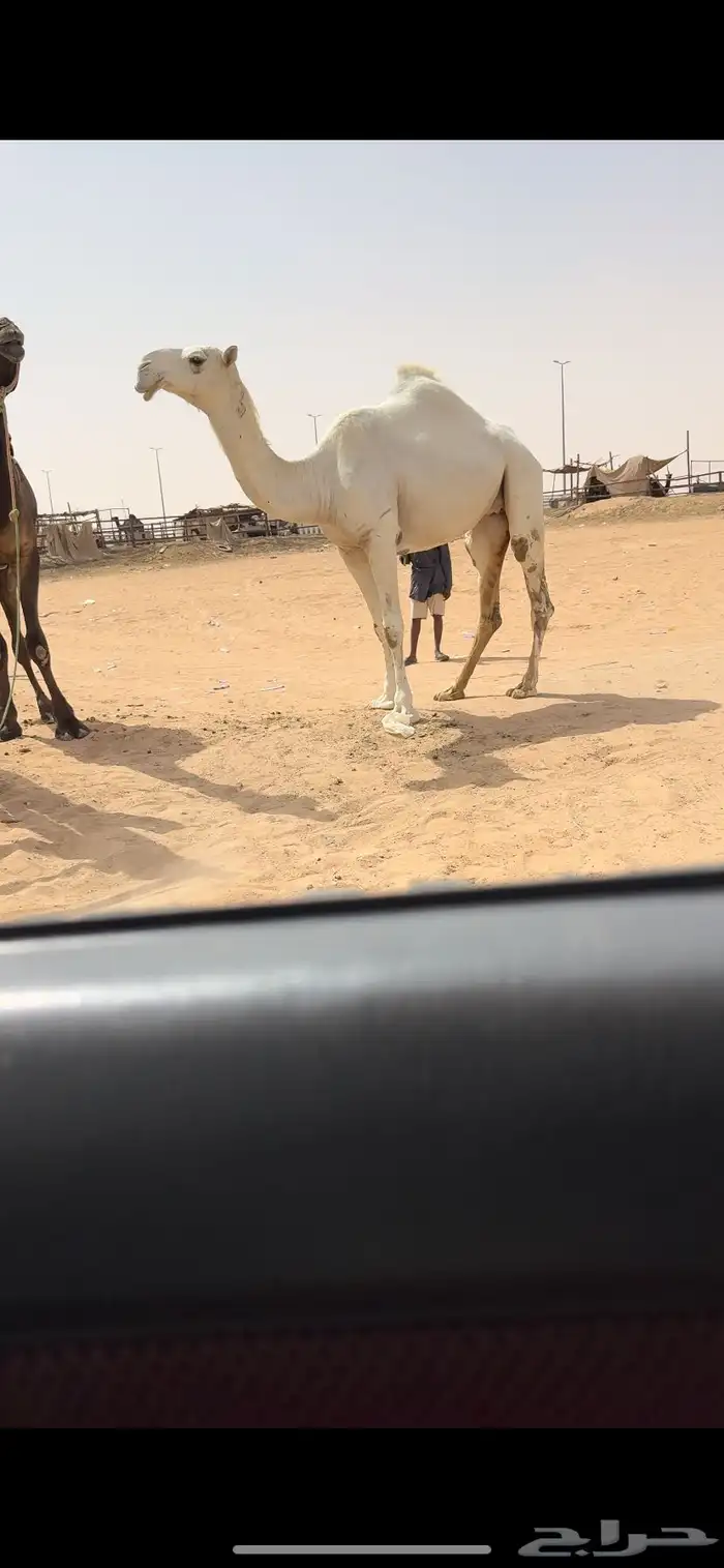 بكره لقحه كفو 3