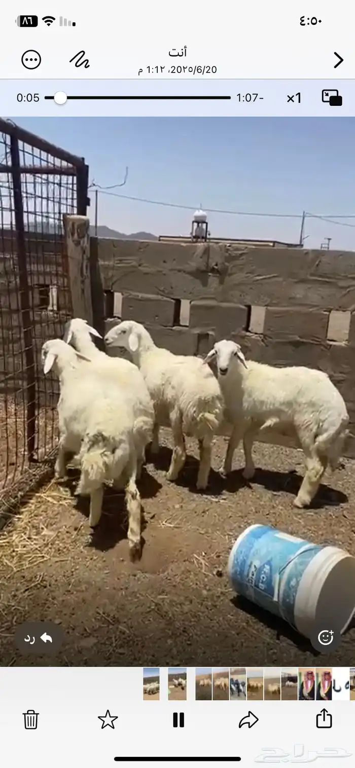 بهم حري طيب مراح واحد ما جاء سواق ولا غيره 5