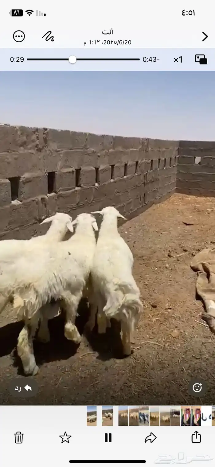 بهم حري طيب مراح واحد ما جاء سواق ولا غيره 3