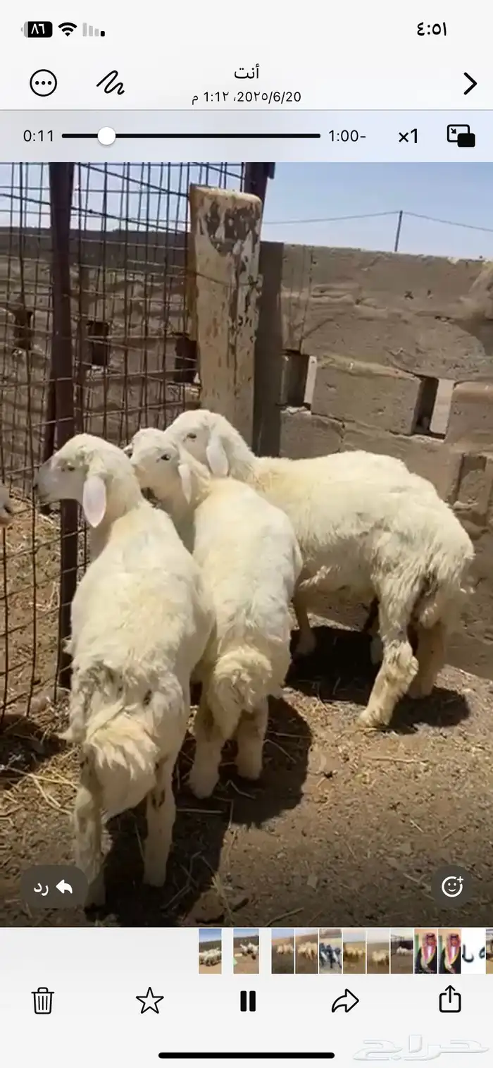 بهم حري طيب مراح واحد ما جاء سواق ولا غيره 6