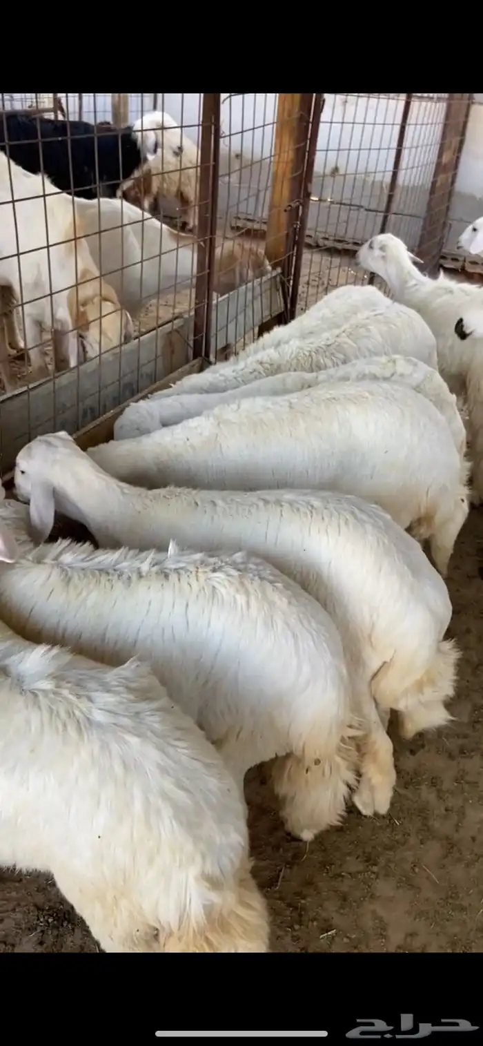 ذبايح ثلاجة للبيع 3