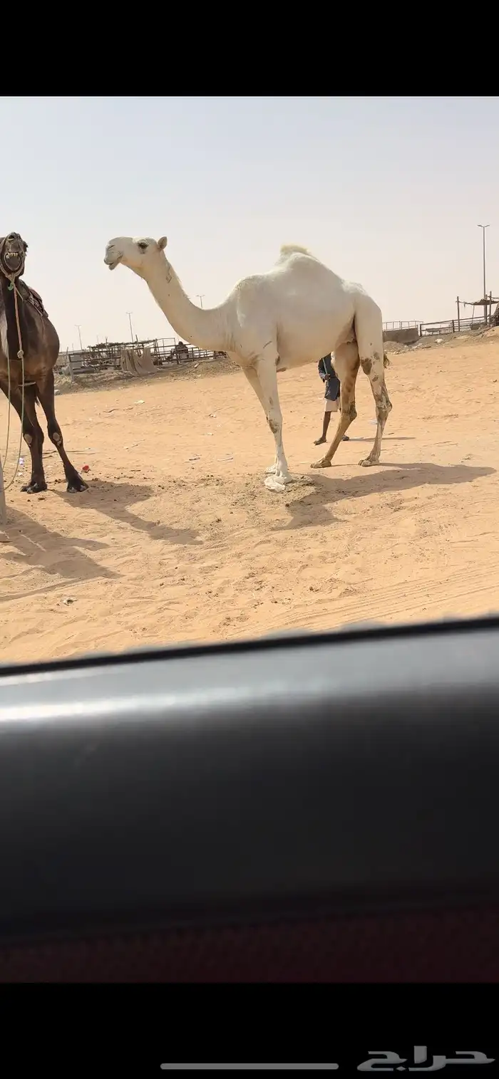 بكره لقحه كفو 4