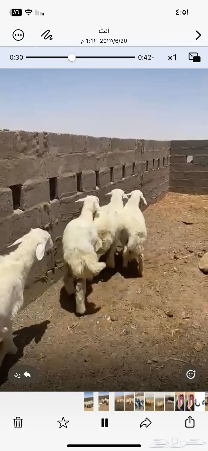 بهم حري طيب مراح واحد ما جاء سواق ولا غيره 4