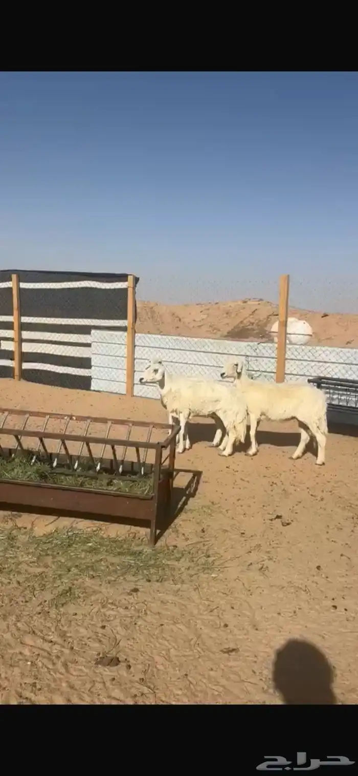 حريات 1