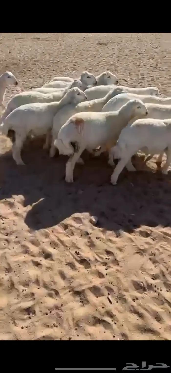 بهم اعمارها 4شهور-موجود فيديو للبهم كامل 0