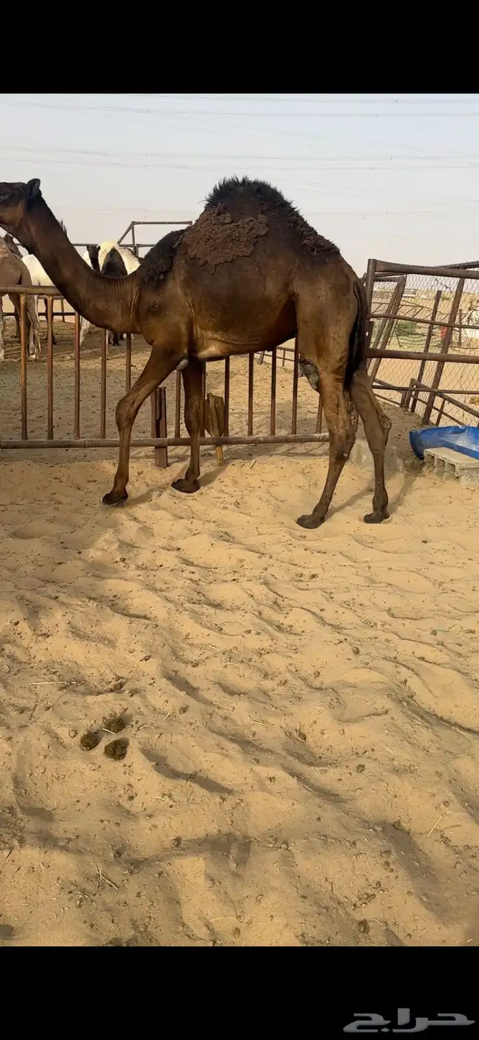 قعود كفووو مقفل للبيع رقم الجوآل 0