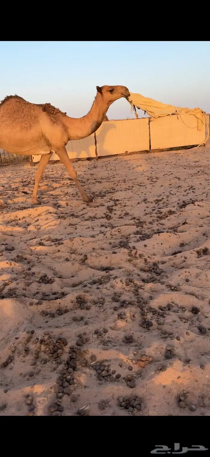 بكره صفراء 0