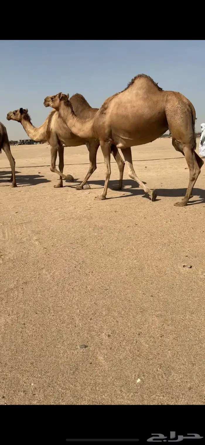 تم للبيع تم  البيع 2