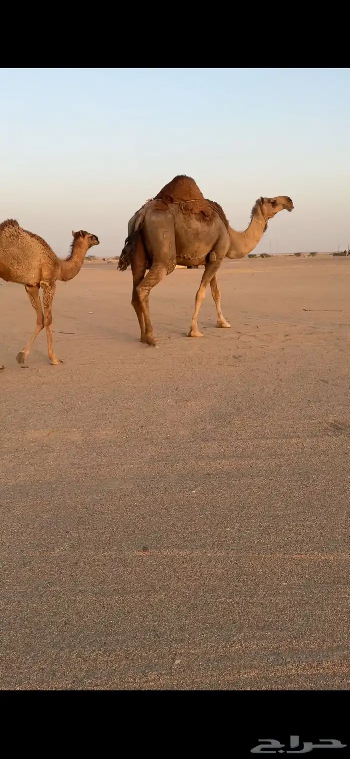 تم  البيع تم  البيع 5