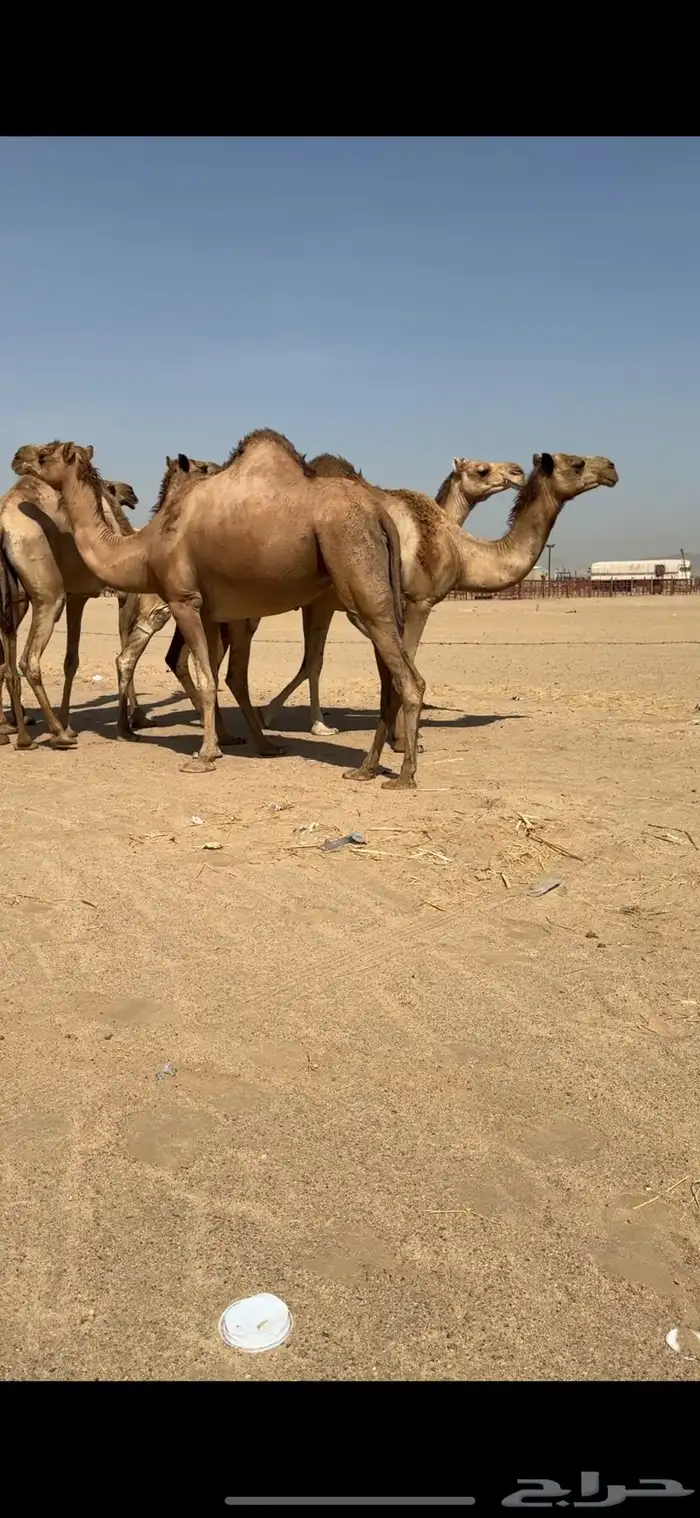 تم للبيع تم  البيع 6
