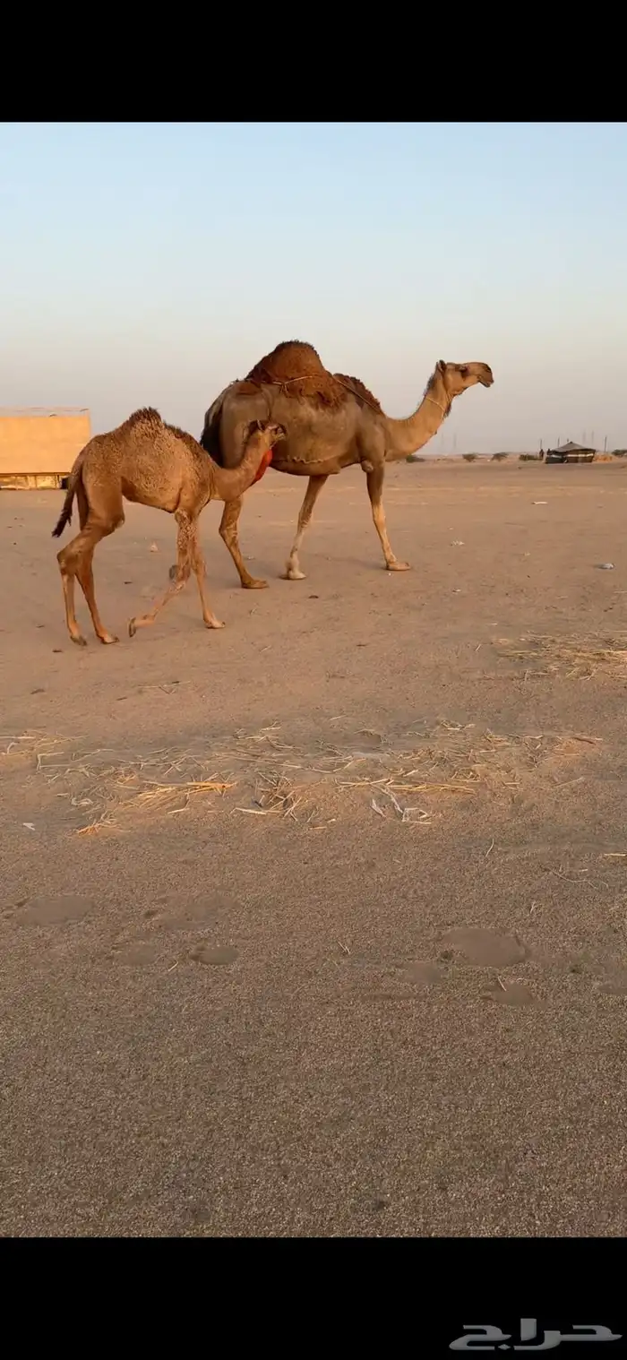 تم  البيع تم  البيع 1