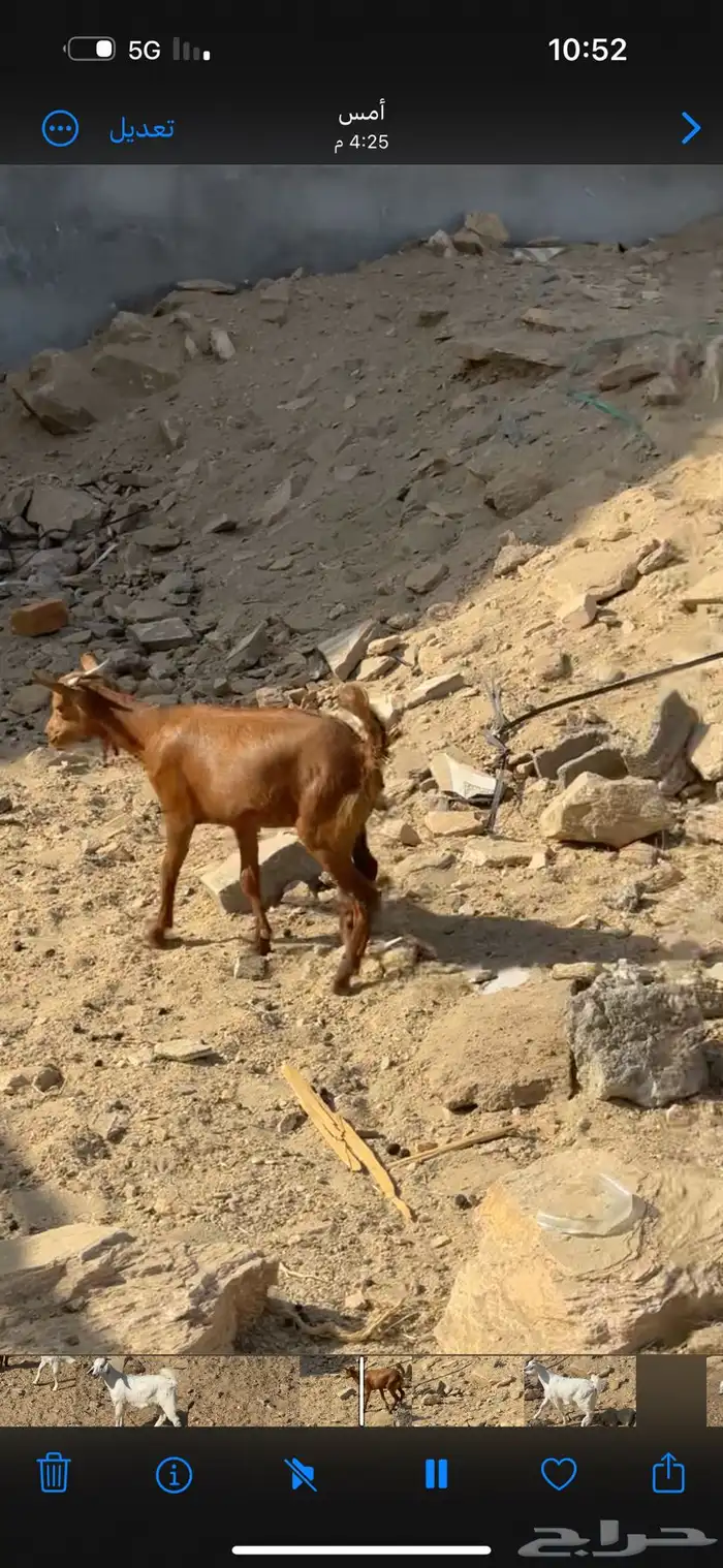 طليان ورخال وتيوس البيع مشروطه 4