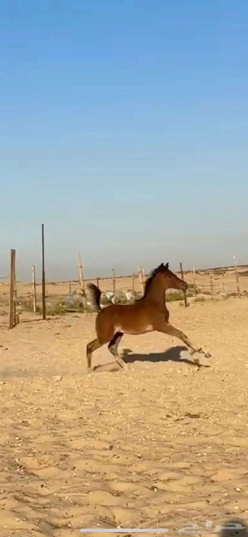مهر واهو 3