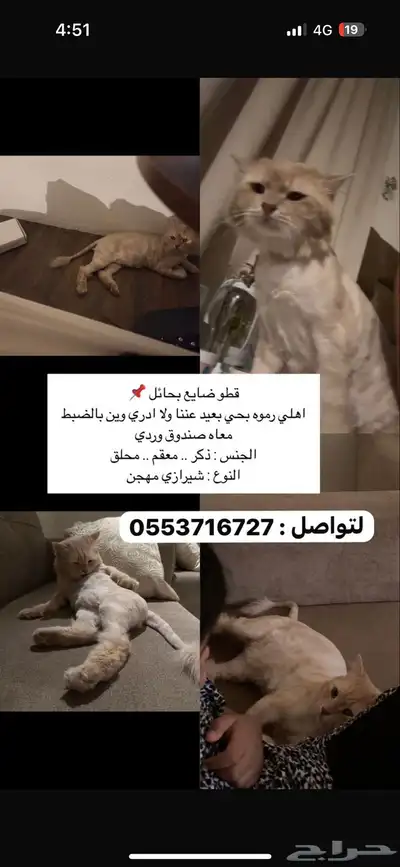 قط مفقود حائل 7