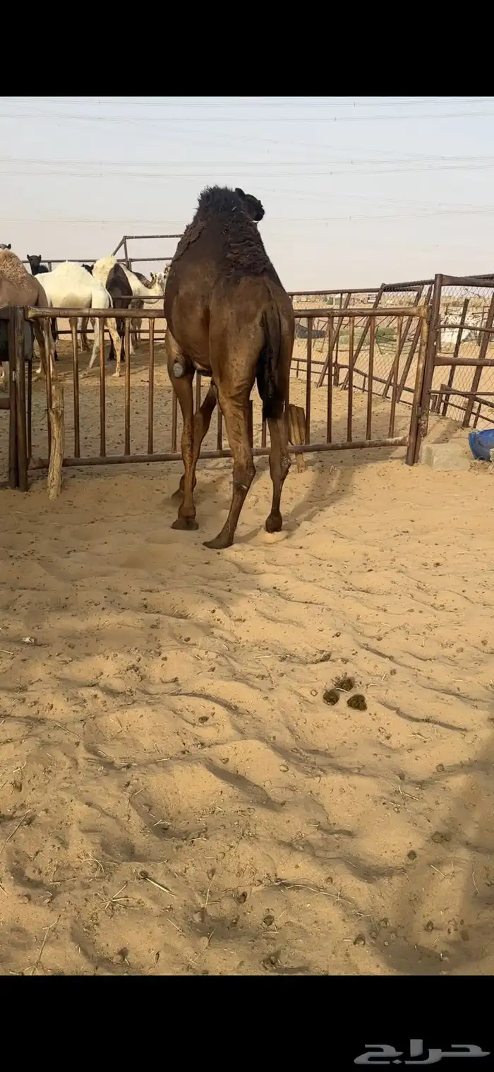 قعود كفووو مقفل للبيع رقم الجوآل 2