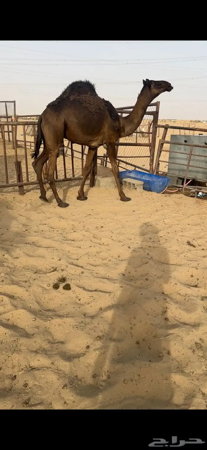 قعود كفووو مقفل للبيع رقم الجوآل 1