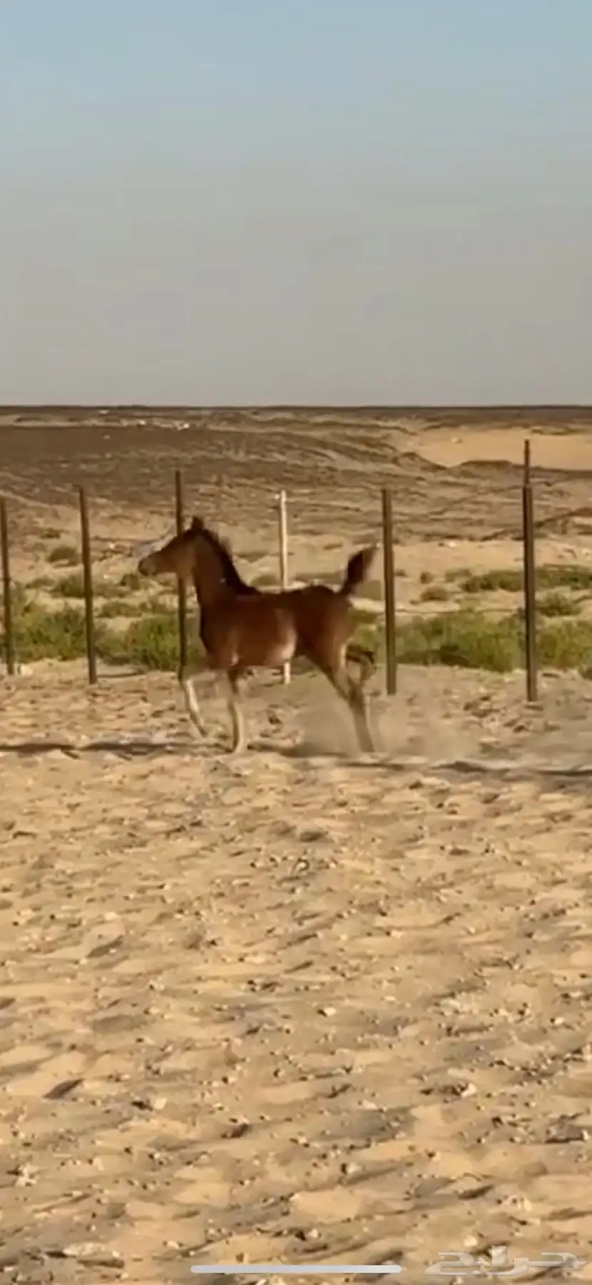 مهر واهو 4