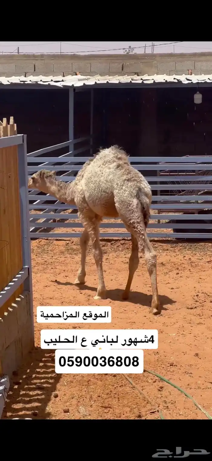 حاشي 4شهور لباني 0