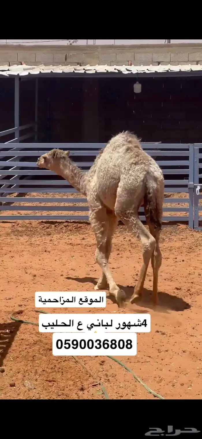 حاشي 4شهور لباني 2