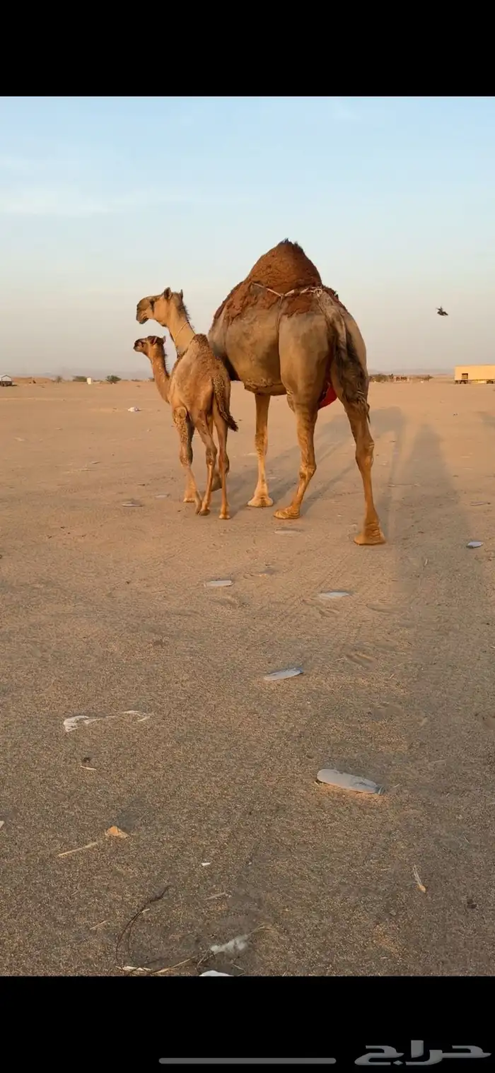 تم  البيع تم  البيع 0