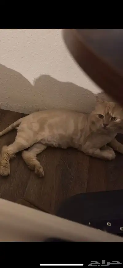 قط مفقود حائل 8