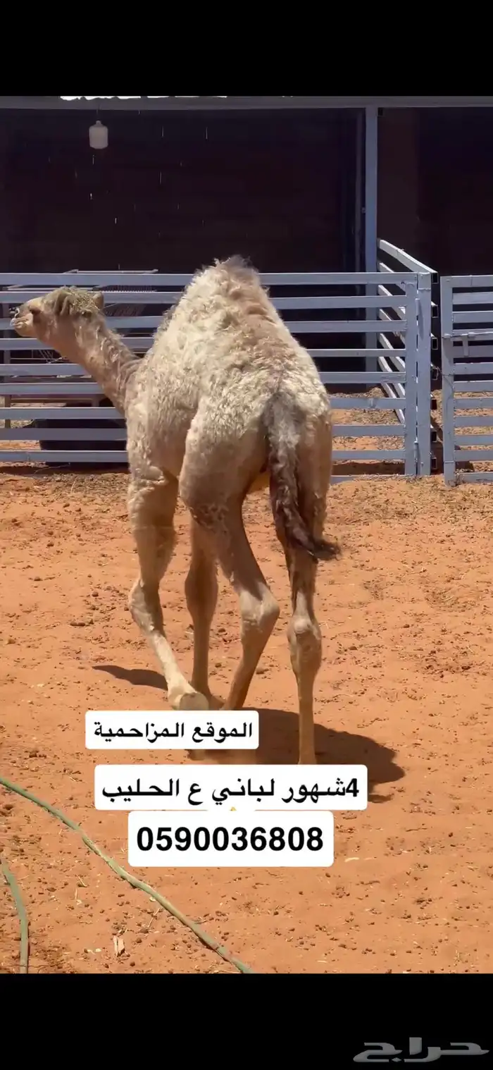 حاشي 4شهور لباني 3