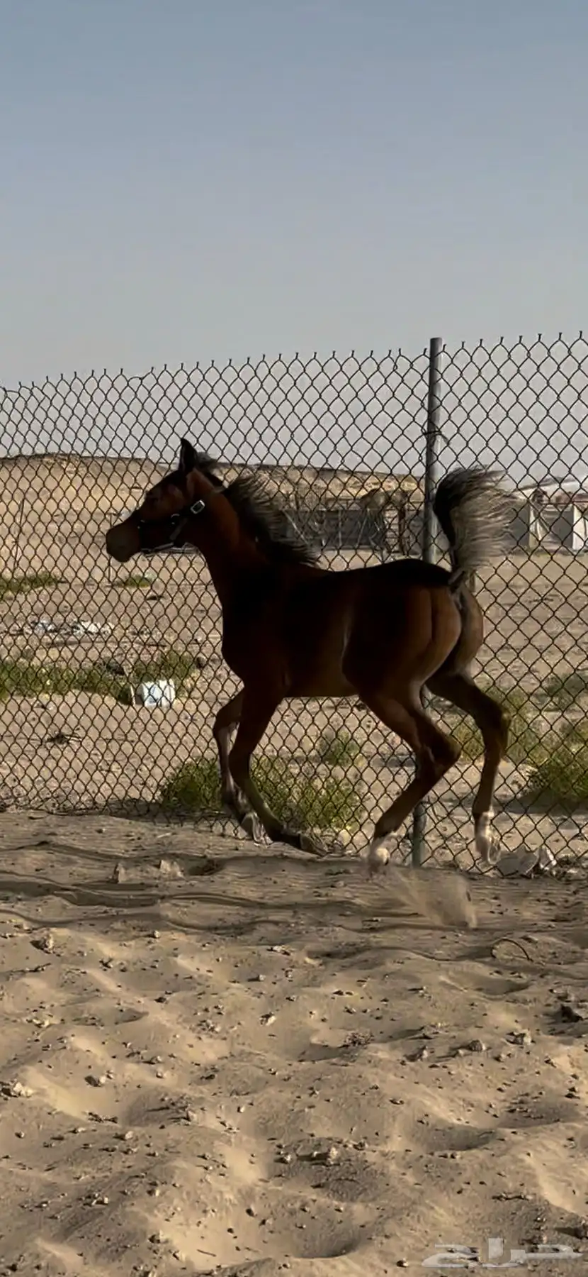مهر واهو 5