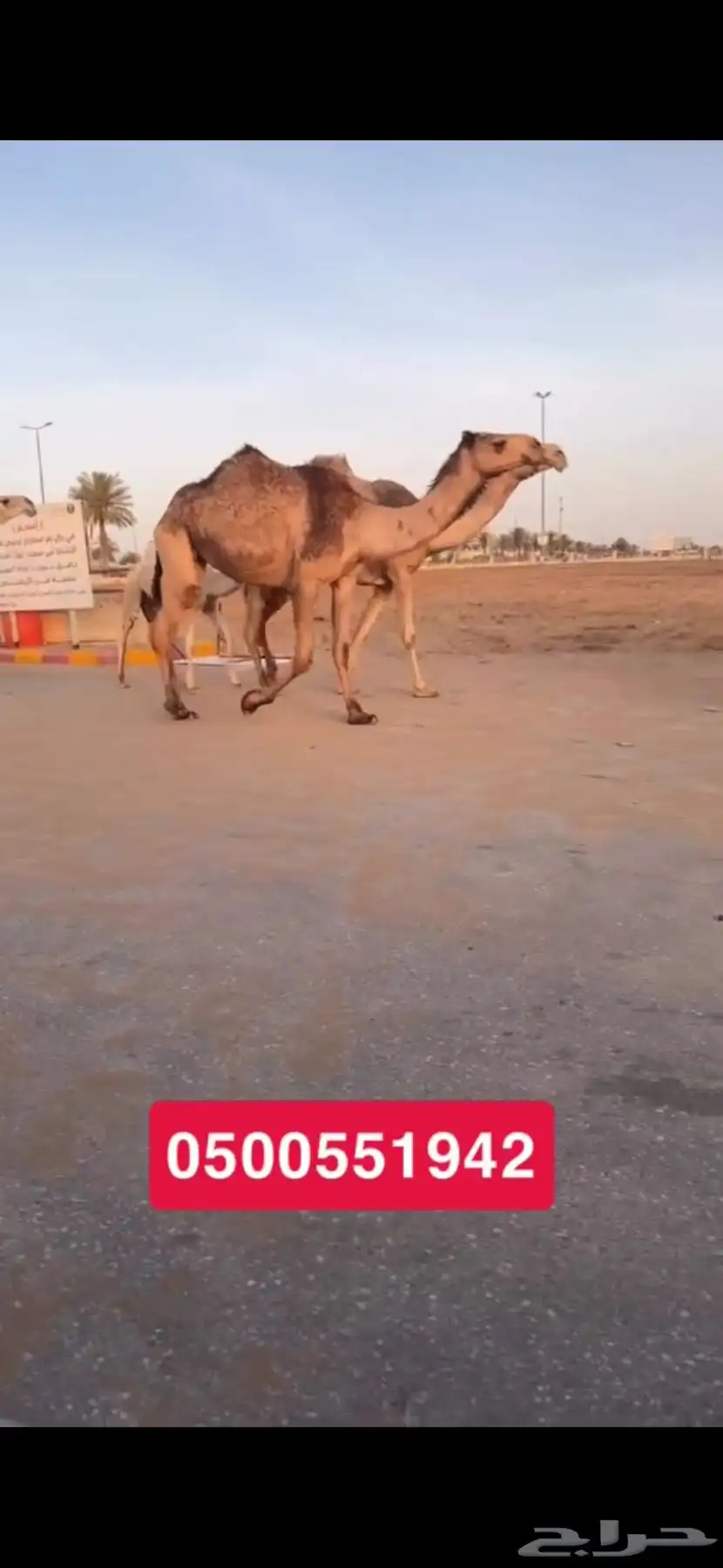 بكره صفرا (( تم البيع )) 0