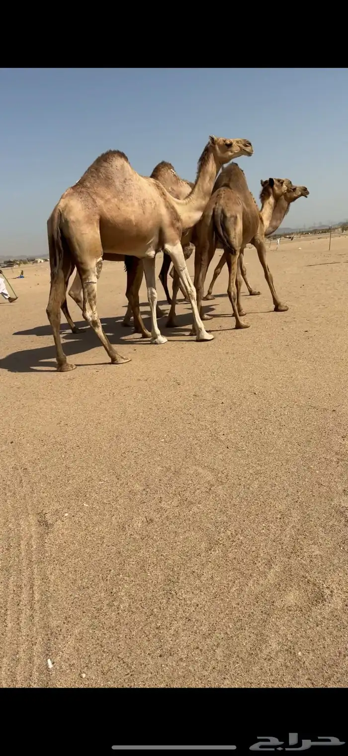 تم للبيع تم  البيع 4