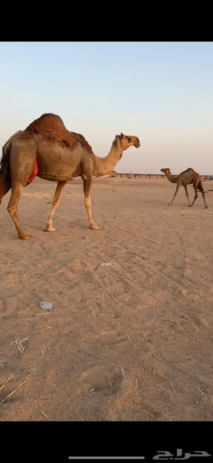 تم  البيع تم  البيع 6
