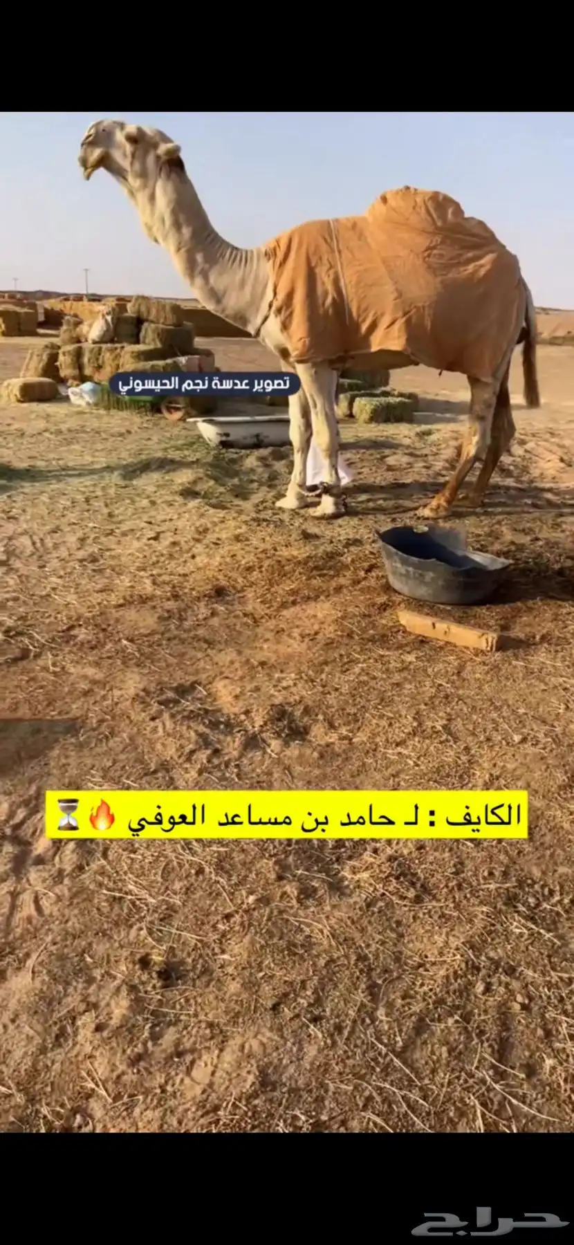 قعود باتلي ولد الكايف بعير العوفي 0
