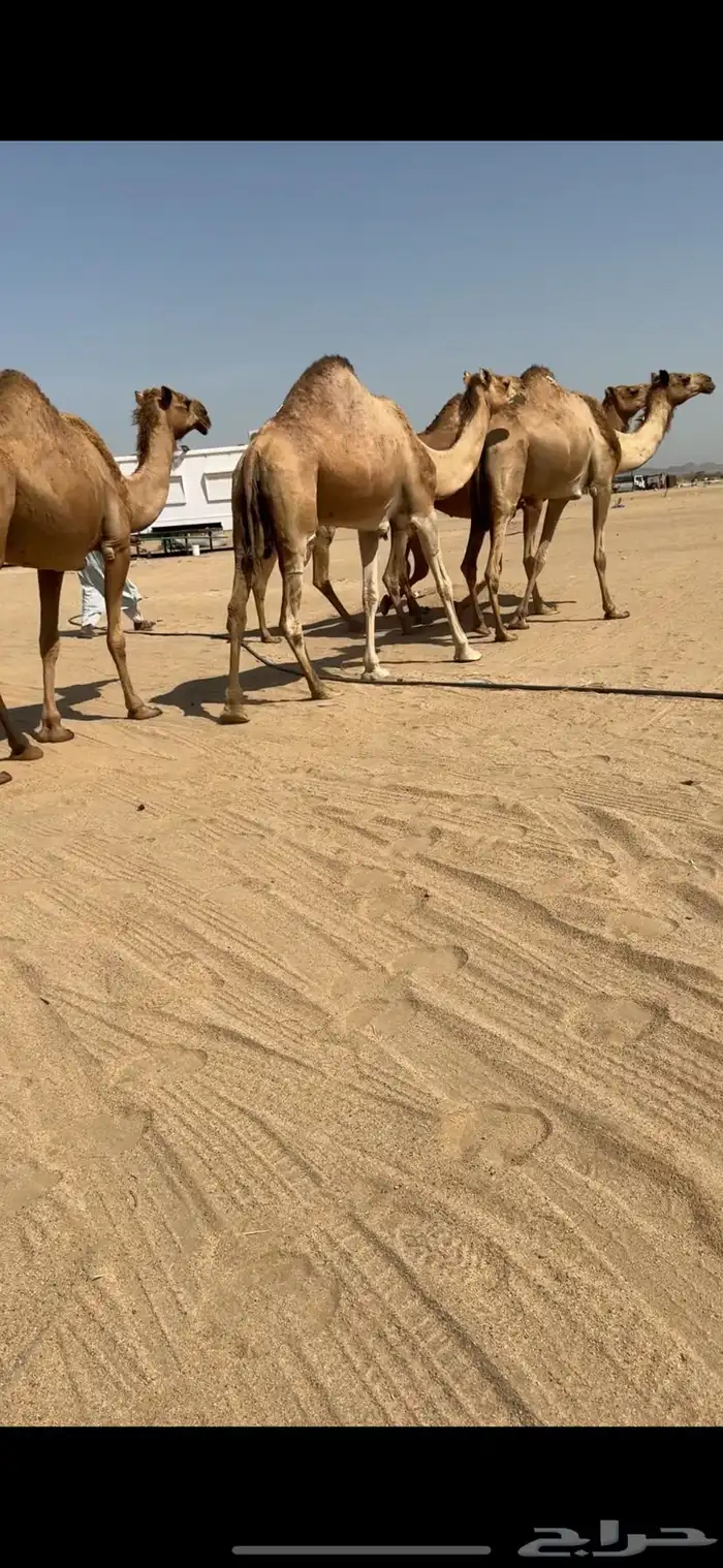 تم للبيع تم  البيع 1