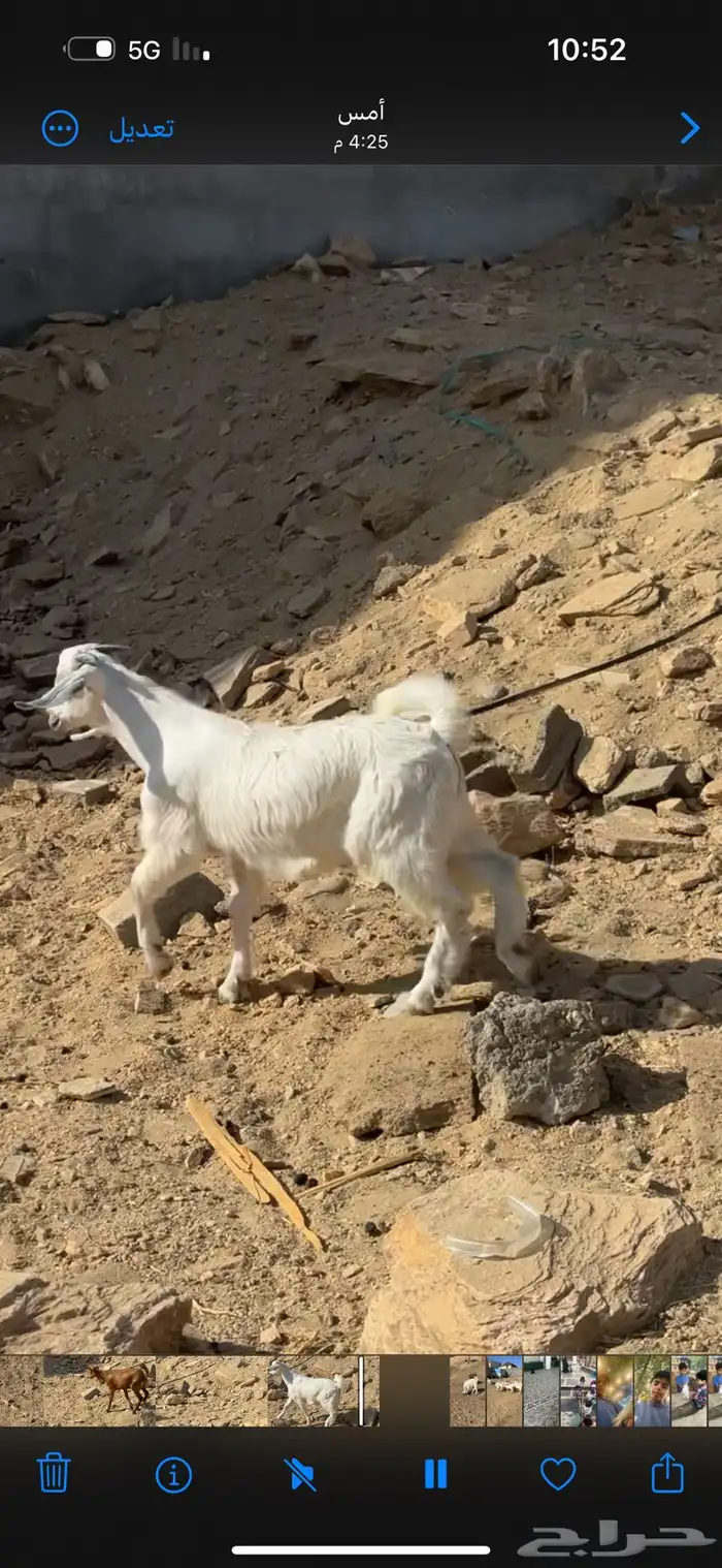 طليان ورخال وتيوس البيع مشروطه 3