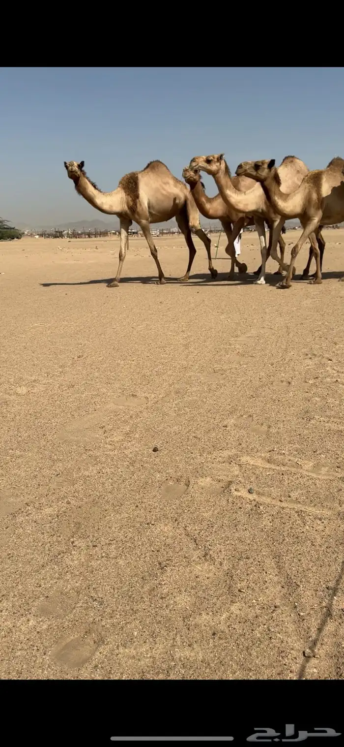 تم للبيع تم  البيع 3