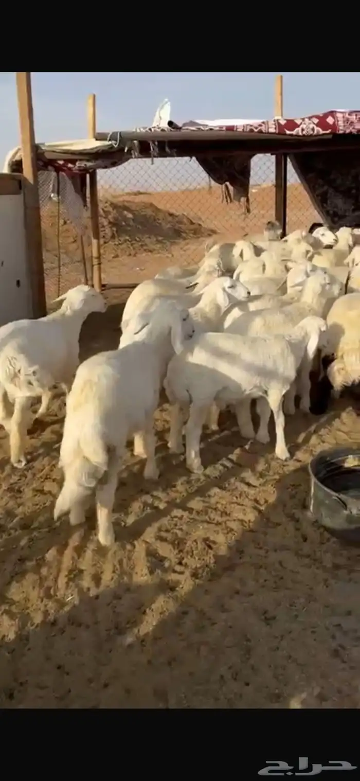 غنم 1