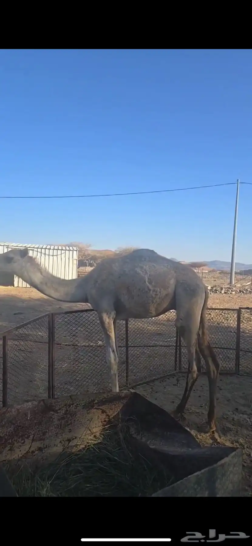 قعود 0