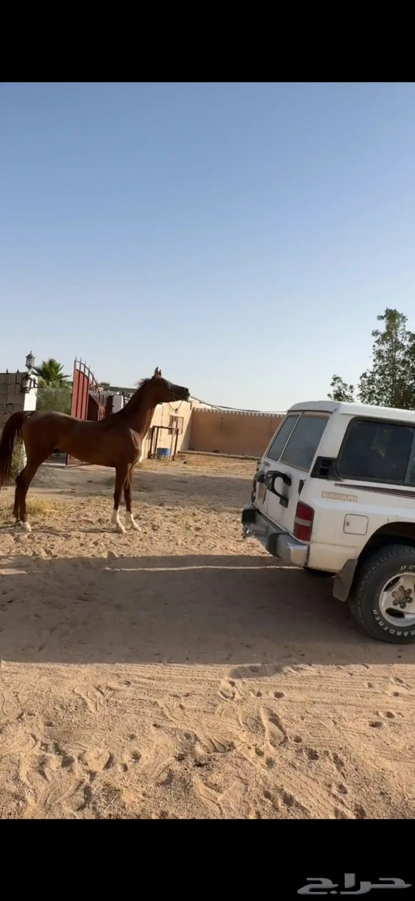 حصان ولد ديزاين فور لايف اقبل البدل 1