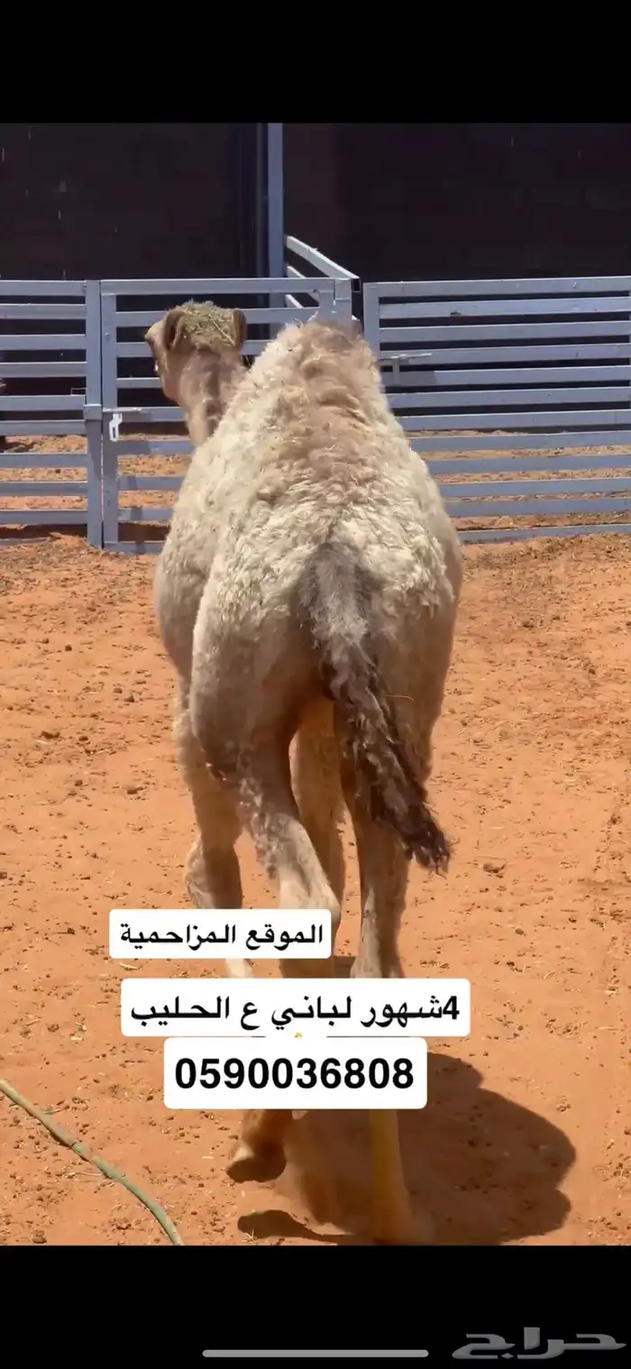 حاشي 4شهور لباني 1