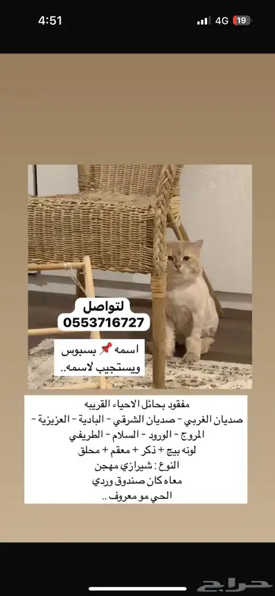 قط مفقود حائل 6