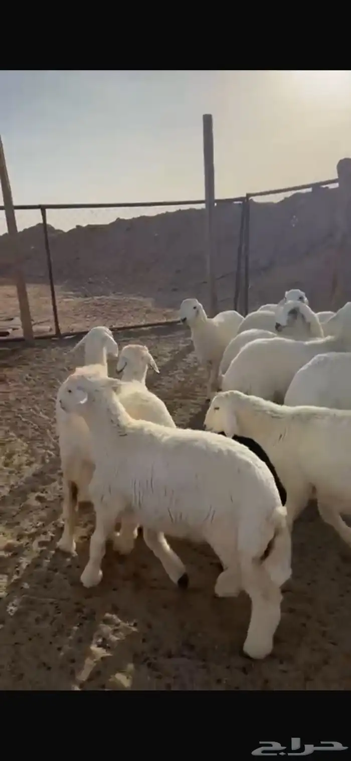 غنم 3