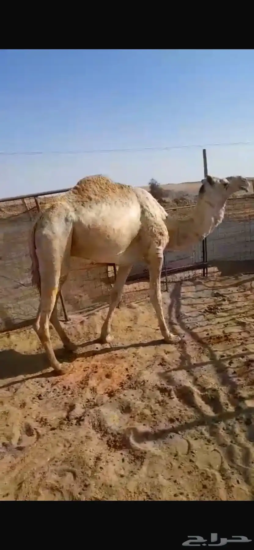 فحل هجن سلالة فل الفل 0